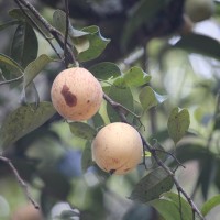 Myristica fragrans Houtt.